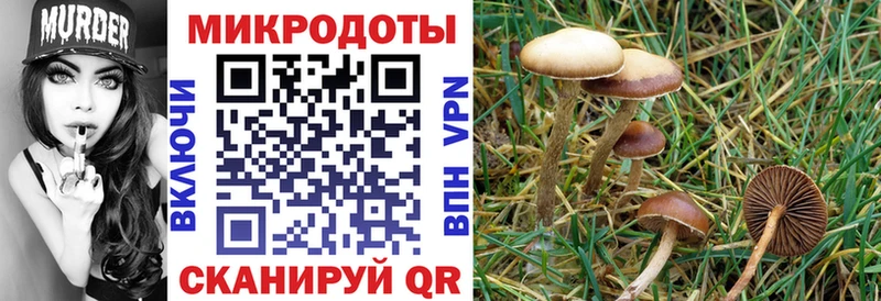 продажа наркотиков  Микунь  Псилоцибиновые грибы Cubensis 